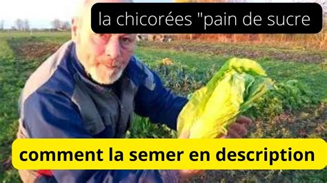 La Chicor E Pain De Sucre D Licieuse L Hiver Lien En