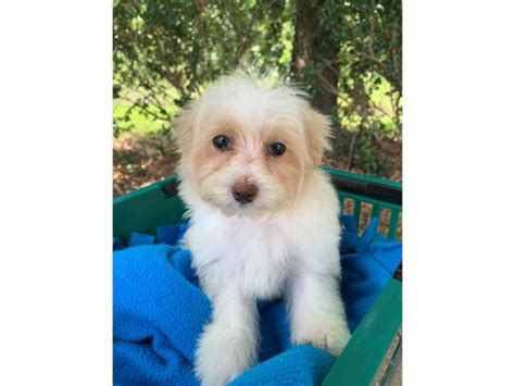 Maltipoo Dog Female Tanwhite 4072326 Petland Montgomery Alabama