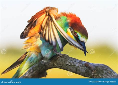 Exotic Bird Cleans the Colored Feathers Stock Image - Image of feather, beauty: 122225697