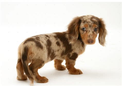 Cute Puppy Weiner Dogs (#3250924) - HD Wallpaper & Backgrounds Download