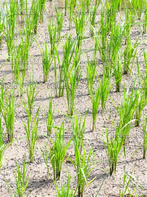 Image Asian Rice Oryza Sativa Images Of Plants And Gardens