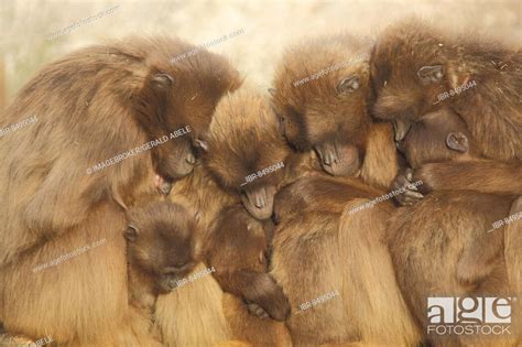 Group Gelada Baboon Theropithecus Gelada Crowded Together During