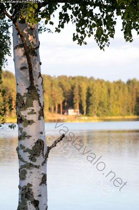 Kuva Koivu ja kesä koivu rauduskoivu runko koivunrunko oksa