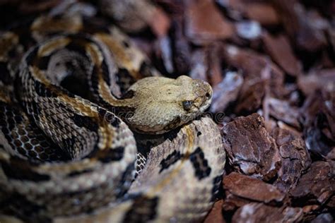Closeup Of A Timber Rattlesnake Crotalus Horridus Snake Captured In A