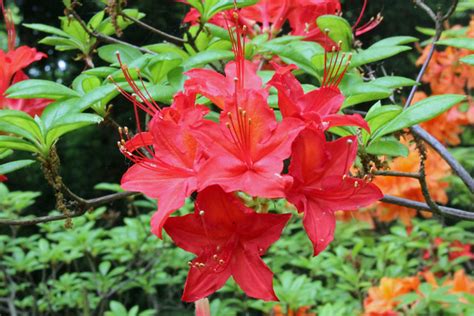 Rhododendron Satan Knaphill Hybrid Bg Meise Ruud De Block Flickr