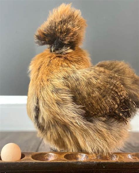 Partridge Silkie Chicken Breed Info Traits And Pictures