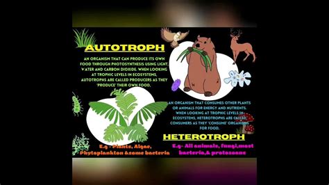 Difference Between Autotrophs And Heterotrophsautotrophs Vs