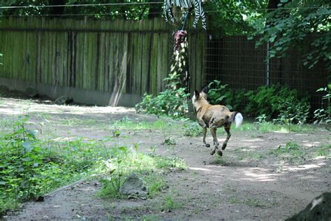 African Wild Dog Zoochat