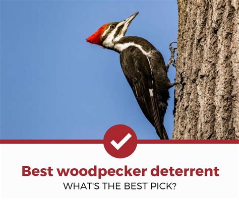 Top Best Bird Deterrents For Reviews And Buyers Guide