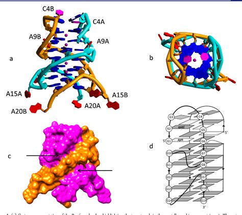 Figure From Crystal Structure Of A Promoter Sequence In The B Raf