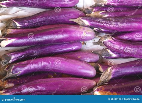 Eggplant Aubergine Brinjal Melongene Garden Egg Guinea Squash