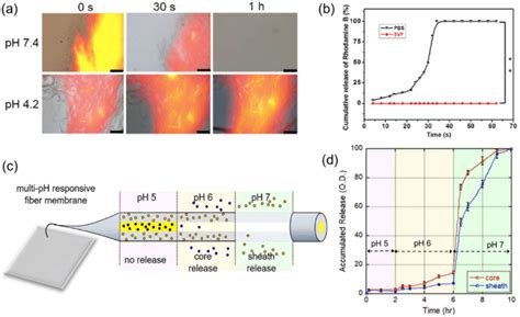 Ph Responsive Drug Delivery Polyurethane Core And Cellulose Acetate