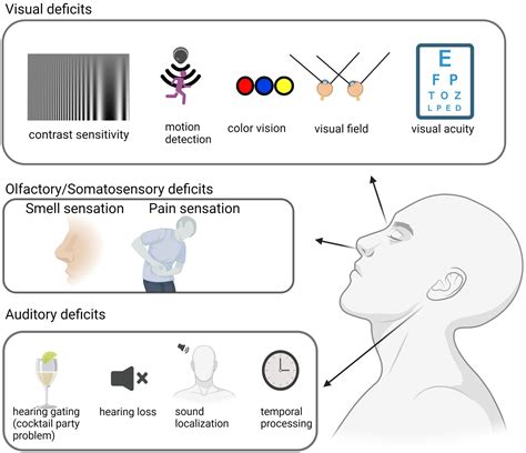 Frontiers Sensory Processing Deficits And Related Cortical