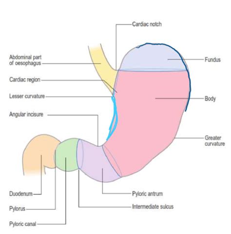 Oesophagus Stomach And Duodenum Flashcards Quizlet