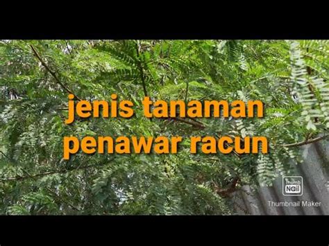 Tanaman Penawar Racun Ular Youtube