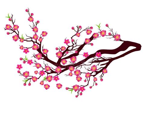 Vector Cherry Blossom For Chinese New Year And Lunar New Year Stock Vector Illustration Of