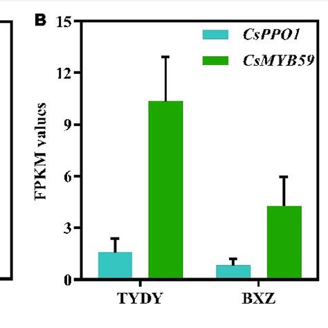 Polyphenol Oxidase Activity And Gene Expression Of CsPPO1 And CsMYB59