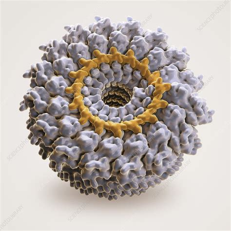 Tobacco Mosaic Virus Artwork Stock Image C Science Photo