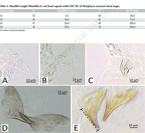 Mandibles Of The Larvae Of Metaphycus Sp A First Instar Larva B