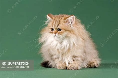 Persian Kitten Golden Shaded With Nose SuperStock