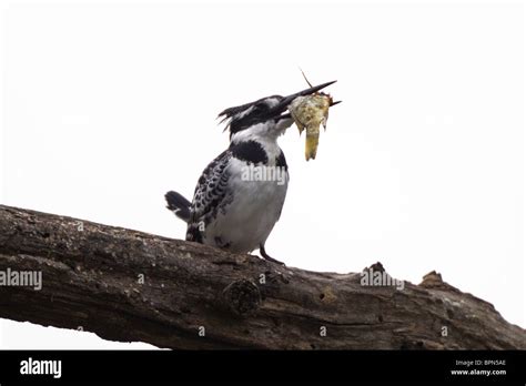 Pied Kingfisher With Goldfish Catch Stock Photo Alamy