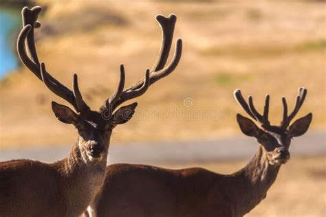 Herd Of Wild Deer In The Fields On A Sunny Day Stock Image Image Of