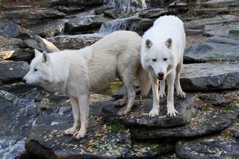 Tipos De Lobos Nombres Y Fotos