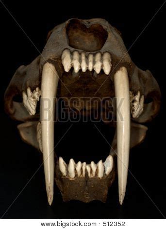 Saber Tooth Tiger Image & Photo (Free Trial) | Bigstock