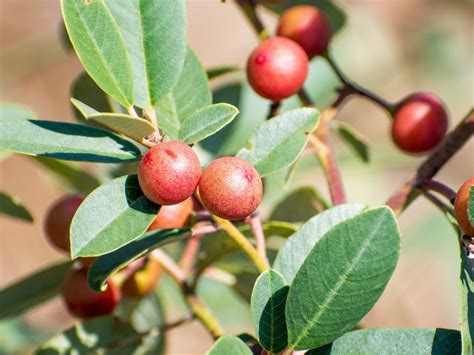 What Are Coffeeberries: How To Grow Coffeeberry Plants