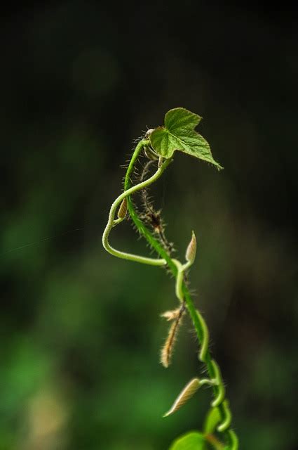 Leaf Plant Nature Free Photo On Pixabay Pixabay