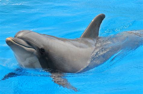 Guía completa sobre delfines en AreaDelfines