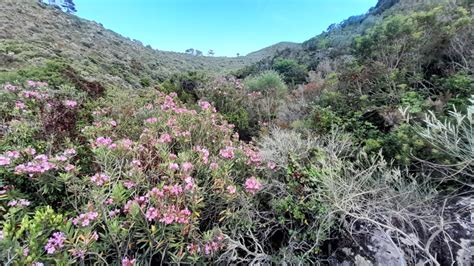 Il Percorso Botanico Di Capraia Un Ponte Fra Le Isole Della Riserva Di