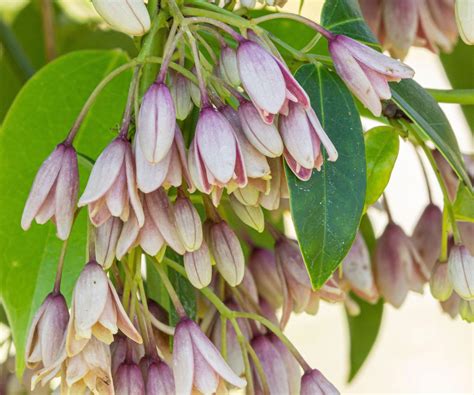 Best plants to cover a wall: 10 inspirational ideas | Homes and Gardens