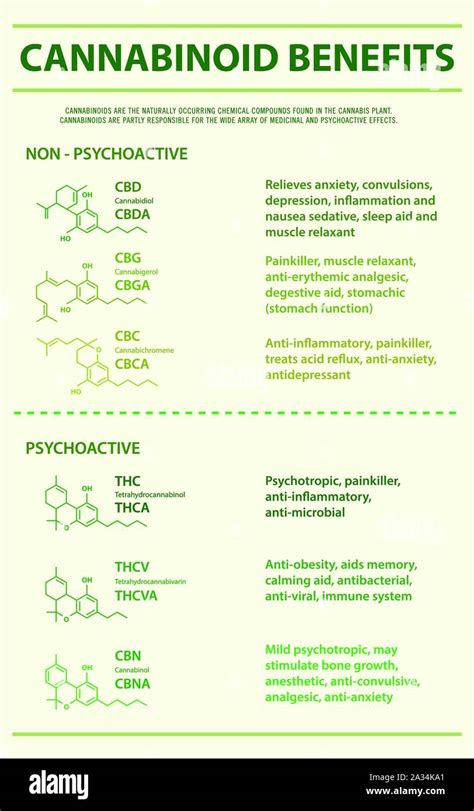 Cannabinoid Benefits Vertical Infographic Illustration About Cannabis