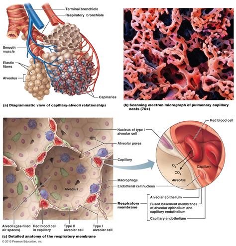 Alveoli And The Respiratory Membrane Diagram Quizlet