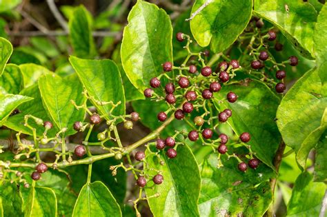 Planta De Insulina Cissus Verticillata Beneficios Y Off