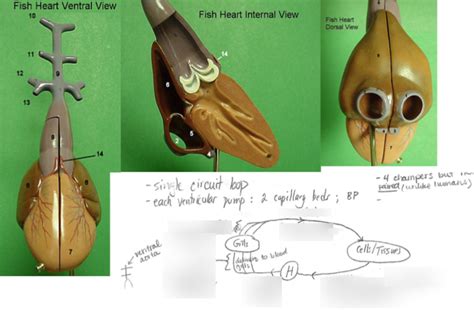 Fish Heart (revised) Diagram | Quizlet