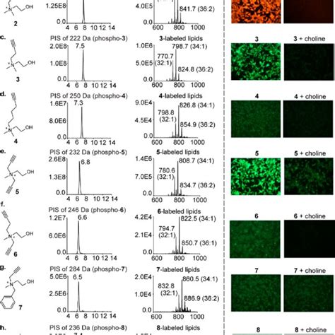 Characterization Of The Metabolic Labeling Of Mammalian Choline Lipids