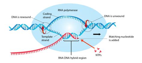 Module Heredity Beginner S Guide To Year Biology