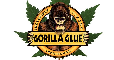 Gorilla Glue Autoflower Wietzaden De Nieuwste Trend Wietzaden