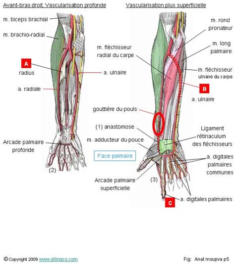 Artères De Lavant Bras