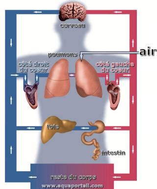 Circulation sanguine : définition et explications