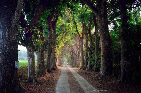 Spot Foto Jalan Di Tengah Hutan Heri Sugiantos Blog