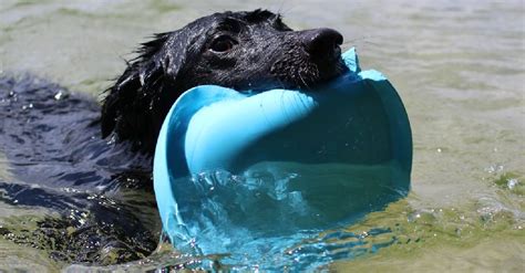 Elevate Playtime Discover The Best Outdoor Dog Toys For Your Backyard