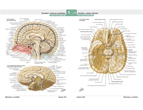 Atlas de Anatomía Humana Netter 6a Edición encefalo 1 Véase ta m b