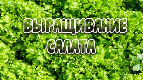 Выращивание салата. Как на этом заработать!? - YouTube