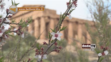 Sagra Del Mandorlo In Fiore E Festival Del Folklore Ad Agrigento Tra