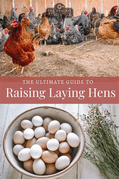 Beginner S Guide To Raising Laying Hens The Prairie Homestead