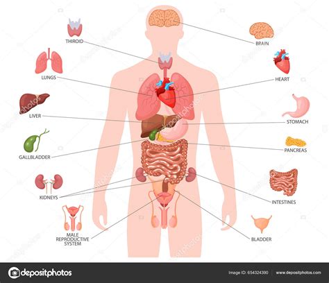 Concepto Anatomía Humana Cartel Infográfico Con Los Órganos Internos