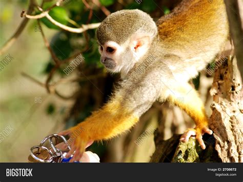 Howler Monkey Image & Photo (Free Trial) | Bigstock